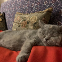 British Shorthair, Kedi  Venüs fotoğrafı