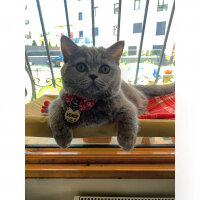 British Shorthair, Kedi  Venüs fotoğrafı