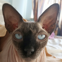 Sphynx, Kedi  Odin fotoğrafı