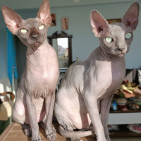 Sphynx, Kedi  Odin fotoğrafı