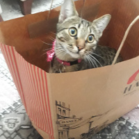 Tekir Kedi, Kedi  Sisi fotoğrafı