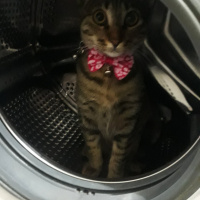 Tekir Kedi, Kedi  Sisi fotoğrafı