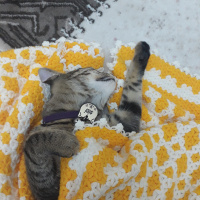 Tekir Kedi, Kedi  Sisi fotoğrafı