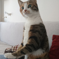 Ankara Kedisi, Kedi  Bubbles fotoğrafı