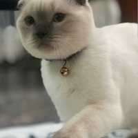 Scottish Fold, Kedi  MAŞA fotoğrafı