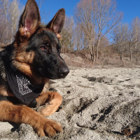 Alman Çoban Köpeği, Köpek  Şeref fotoğrafı