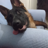 Alman Çoban Köpeği, Köpek  Şeref fotoğrafı