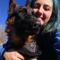 Alman Çoban Köpeği, Köpek  Şeref fotoğrafı