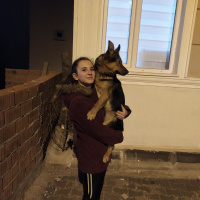 Alman Çoban Köpeği, Köpek  Shila fotoğrafı
