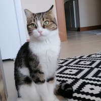 Tekir Kedi, Kedi  Şila fotoğrafı