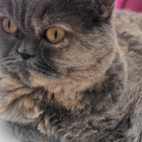 British Shorthair, Kedi  Maya fotoğrafı