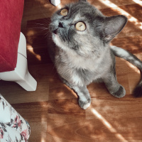 British Shorthair, Kedi  Maya fotoğrafı