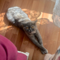 British Shorthair, Kedi  Maya fotoğrafı