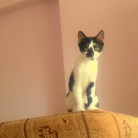 Tekir Kedi, Kedi  Merlin fotoğrafı