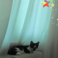 Tekir Kedi, Kedi  Merlin fotoğrafı