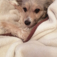 Yorkshire Terrier, Köpek  Zeytin fotoğrafı