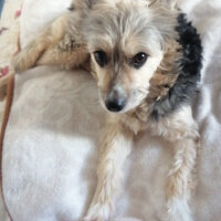 Yorkshire Terrier, Köpek  Zeytin fotoğrafı