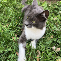 Nebelung, Kedi  Yeto fotoğrafı