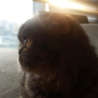 Scottish Fold, Kedi  Asos fotoğrafı