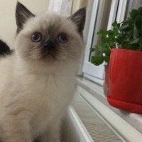 Scottish Fold, Kedi  Asos fotoğrafı