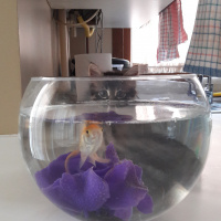 Tekir Kedi, Kedi  Rıdvan fotoğrafı