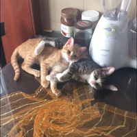 Tekir Kedi, Kedi  Barones fotoğrafı