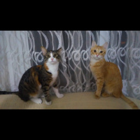 Tekir Kedi, Kedi  Barones fotoğrafı