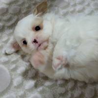 Pekingese, Köpek  Pushi fotoğrafı