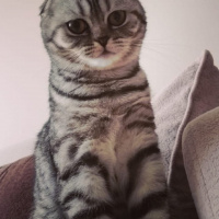 Scottish Fold, Kedi  Çakıl fotoğrafı