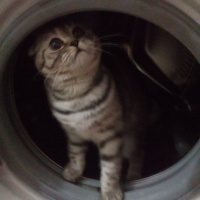 Scottish Fold, Kedi  Çakıl fotoğrafı