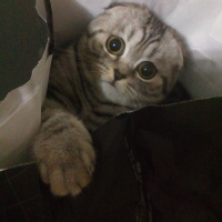 Scottish Fold, Kedi  Çakıl fotoğrafı