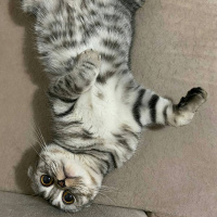 Scottish Fold, Kedi  Çakıl fotoğrafı