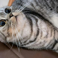 Scottish Fold, Kedi  Çakıl fotoğrafı