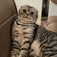 Scottish Fold, Kedi  Çakıl fotoğrafı