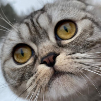 Scottish Fold, Kedi  Çakıl fotoğrafı