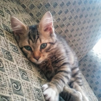 Tekir Kedi, Kedi  Minnak-Paşa fotoğrafı