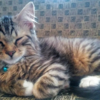 Tekir Kedi, Kedi  Minnak-Paşa fotoğrafı