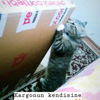Tekir Kedi, Kedi  Minnak-Paşa fotoğrafı