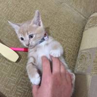 European Shorthair, Kedi  Luna  fotoğrafı