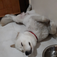 Samoyed, Köpek  Paşa fotoğrafı