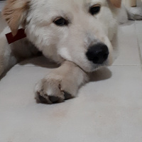 Samoyed, Köpek  Paşa fotoğrafı