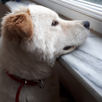 Samoyed, Köpek  Paşa fotoğrafı