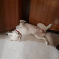 Samoyed, Köpek  Paşa fotoğrafı