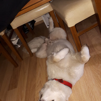 Samoyed, Köpek  Paşa fotoğrafı