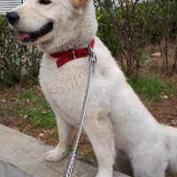 Samoyed, Köpek  Paşa fotoğrafı