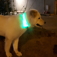 Samoyed, Köpek  Paşa fotoğrafı