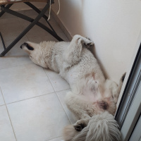 Samoyed, Köpek  Paşa fotoğrafı