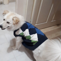 Samoyed, Köpek  Paşa fotoğrafı