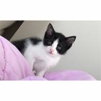 Tekir Kedi, Kedi  Minik fotoğrafı