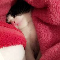 Tekir Kedi, Kedi  Minik fotoğrafı